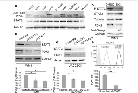 Fig. 2 Silencing of STAT3 reduced PDK1 expression. a Activation of STAT3 in melanoma cell lines