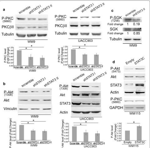 Fig. 3 STAT3 silencing reduced PKC, Akt, and SGK phosphorylation. Protein extracts from WM9 and UACC903 cells described in Fig