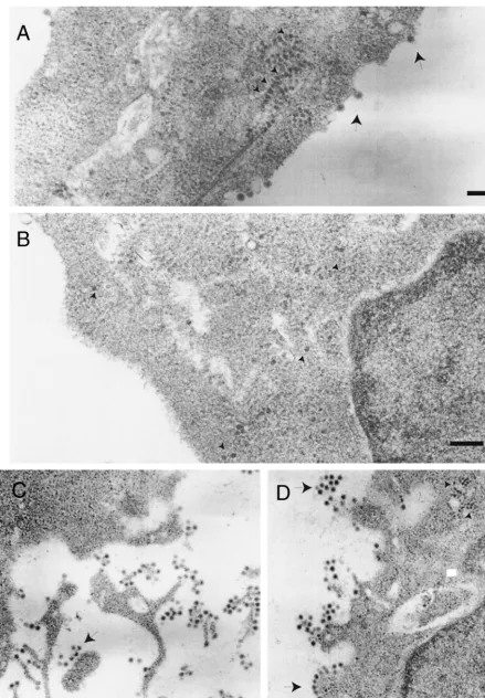 FIG. 3. Electron microscopy of BHK cells electroporated with wt SV (A), SV Del6K (B), and SV Del6K-revQ21L (C and D) RNAs
