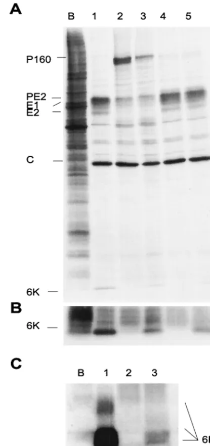 FIG. 4. Expression of SV 6K gene in transcysteine protein labeling from 16 to17 h.p.e in BHK cells electropo-rated with different RNAs