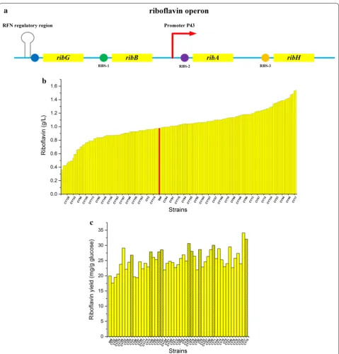 Fig. 7 Optimization of the riboflavin operon by improved CRISPR/Cas9n mediated multiplex gene editing