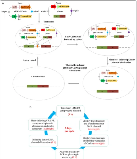 Fig. 2 The CRISPR/Cas-mediated system for iterative genome editing. plasmids respectively harboring gRNA and donor DNA are introduced into the cells, after which expression of Cas protein and homologous recombination are implemented
