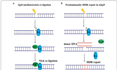 Fig. 5 Mechanism of break and recruits LigD protein. The polymerase domain of LigD specifically binds to a 5with protein Ku