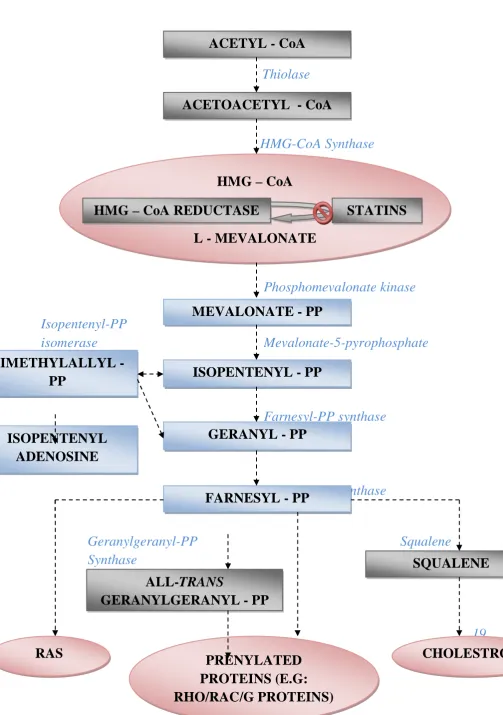 Fig. 1: Cholesterol Biosynthesis 