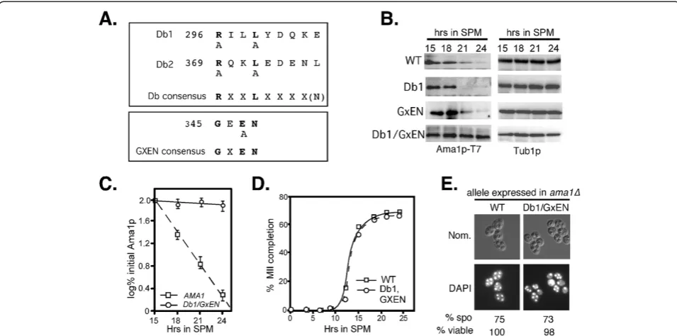 Figure 2 Identification of Ama1p degrons. Amicroscopy (1000X magnification) and Nomarski optics (Nom.) of DAPItimecourse in: Location of conserved APC/C degrons in Ama1p