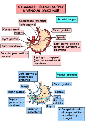 FIG 2: BLOOD SUPPLY OF STOMACHOD SUPPLY OF STOMACH 