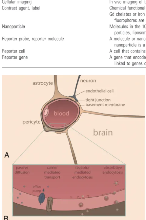 Fig 1. Schematic representation of the BBB ((A) and transport mechanisms for BBB passageB) (see text for details).