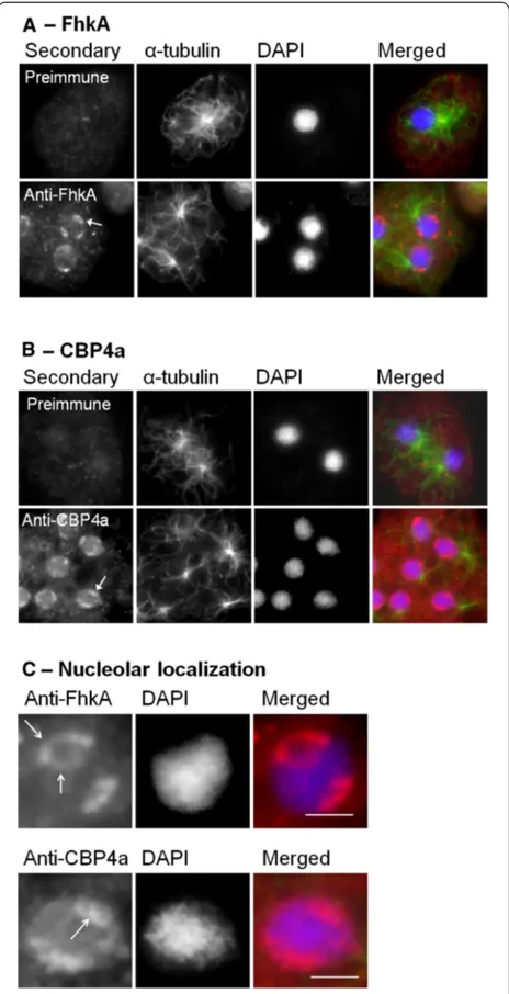 Figure 2 Localization of FhkA and CBP4a. (A) Unlike for cellsprobed with preimmune serum, which displayed diffuse/weakfluorescence, anti-FhkA detected FhkA in untreated cells at the edge ofnucleolar patches as demonstrated by colocalization with DAPIcounte