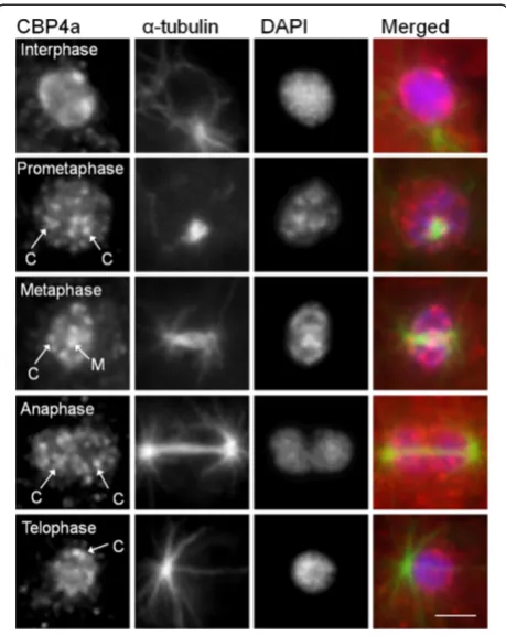 Figure 7 Nucleolar localization of CBP4a is Ca2+−dependent.(A) Immunolocalization of CBP4a in BAPTA-treated cells.Immunolocalization of α-tubulin was used to verify cellular integrityand DAPI was used to identify the nucleus