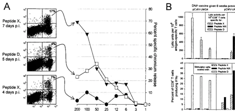 FIG. 9. Delayed development of lytic activity by CD8� T cells speciﬁc for the subdominant epitopes WX and X