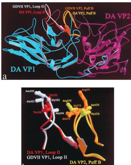 FIG. 1. (a) Ribbon representation of TMEV constructs. Shown in blue and purple are DA strain VP1 and VP2, respectively