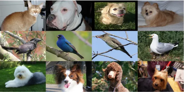 Figure 2.1. The selected Examples of the OXIIIT Pet Dataset (the top row), the Caltech-UCSD Birds-200-2011 Dataset (the middle row), and the Columbia Dog Dataset (the bottom row).