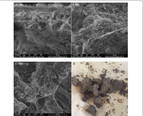 Fig. 2 A 24 h: scanning electron microscope images of immobilized cell morphology at 24 h