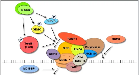 Figure 2 Emerging players in the assembly of pre-initiation complex (pre-IC) and replisome progression complex (RPC).classical factors in pre-IC and RPC (Cdc45, MCM2-7, GINS, RecQ4, TopBP1, and DNA polymerase), a number of novel factors have recently beeni