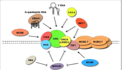 Figure 1 Emerging players in the assembly of pre-replicative complex (pre-RC). The classical model of pre-RC assembly involves theordered loading of ORC, Cdc6, Cdt1 and MCM2-7 onto replication origins