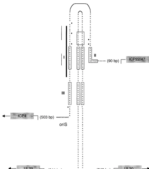 FIG. 1. Comparison of sizes and sequences in HSV-1 oriL and oriS. The DNA sequences of the core origin of oriL (a 144-bp perfect palin-drome) and oriS (a 45-bp imperfect palindrome) of HSV-1 KOS are shown