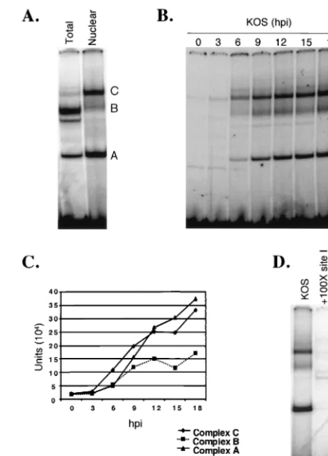FIG. 2. Identiﬁcation and speciﬁcity of oriS binding complexes. (A)Vero cells were infected with KOS at a multiplicity of 10 PFU/cell