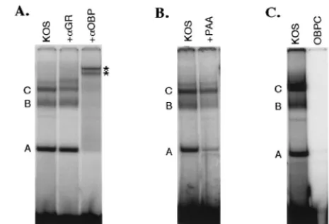 FIG. 3. Characterization of HSV-speciﬁc complexes that form atoriS. (A) HSV-infected PC12 cell nuclear extracts were incubated with