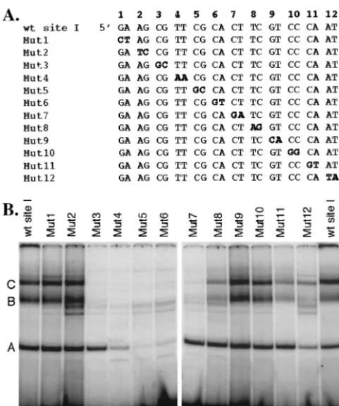 FIG. 5. Point mutations in the site I probe eliminate formation ofspeciﬁc protein-DNA complexes