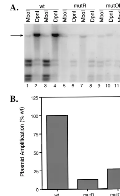 FIG. 6. Effects of mutations mutOBP and mutR(C-G) on oriS-dependent HSV DNA replication