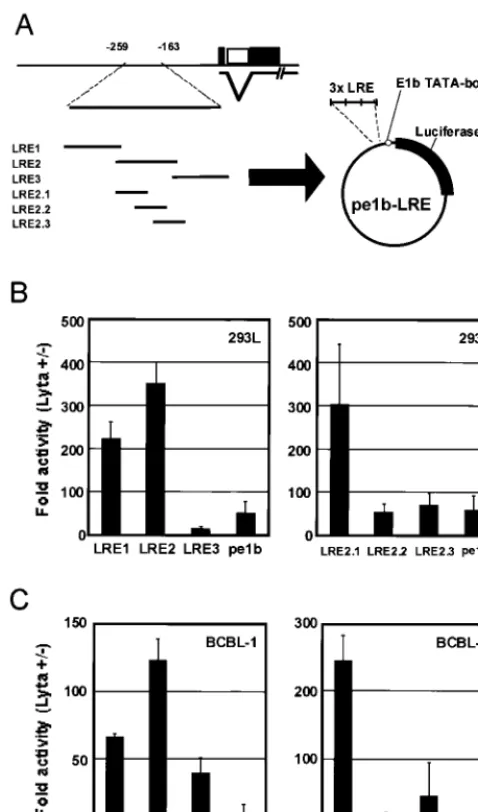 FIG. 2. Determination of the critical element required for transac-tivation by ORF50/Lyta