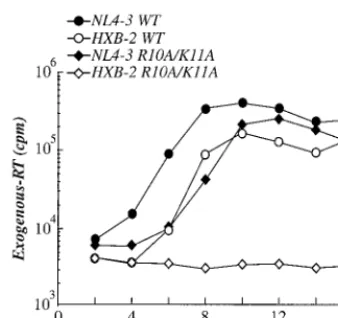 FIG. 2. Effect of the R10A/K11A mutation on replication of HIV- chimeric viruses, indicated here as NL4-3/HX
