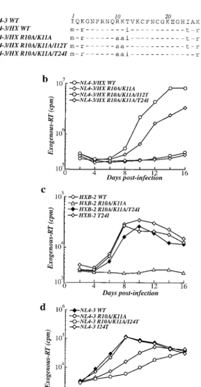 FIG. 3. Effect of NC residues that are not conserved between HIV- and HIV-1 on the phenotype of the R10A/K11A mutation.
