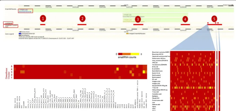 Figure 1 An example depicting the PTENP1 lncRNA harbouring five small RNA clusters (numbered 1–5) derived from deepBase