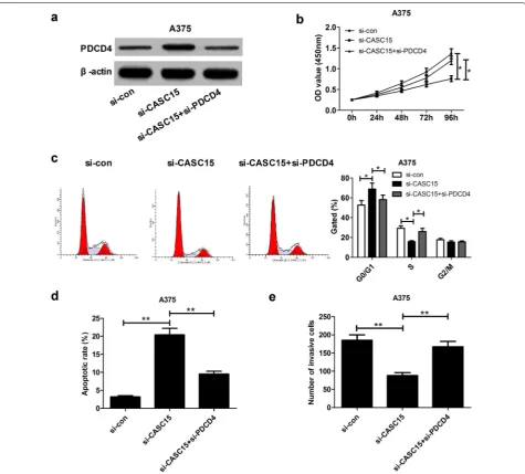 Fig. 6 Silencing PDCD4 is partly involved in the oncogenic function of CASC15 in melanoma cells