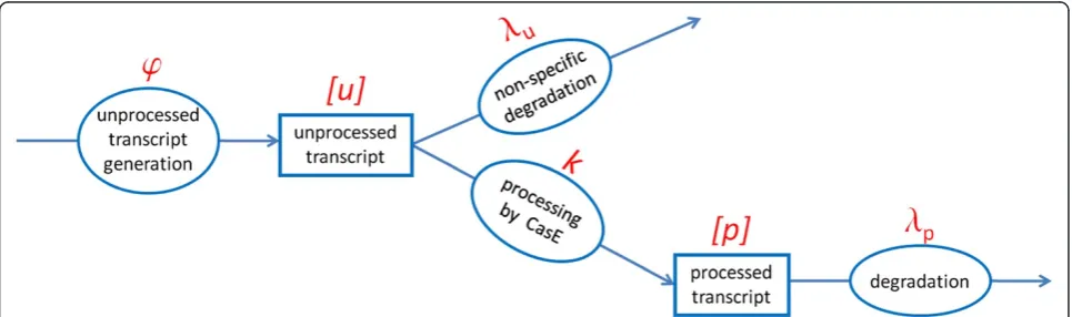 Figure 1 Model of CRISPR transcript processing. The unprocessed transcripts (pre-crRNAs) are generated with rate φ, and are consequentlyeither (non-specifically) degraded with rate λu, or processed to crRNAs by CasE with rate k