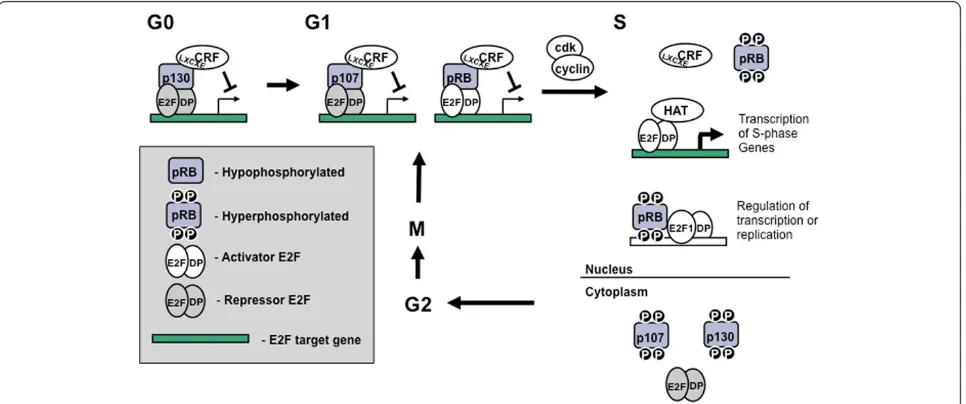 Figure 3 Expression levels of pocket proteins throughout thecell cycle. In G0, the most abundant pocket protein is p130