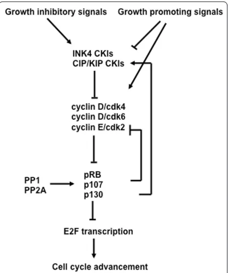 Figure 4 The interrelationship of cell cycle regulatorymolecules in G1. Growth inhibitory and promoting signals impingeon the regulation of cyclin dependent kinase inhibitors (CKI).Growth promoting signals also directly lead to activation of cyclindependen