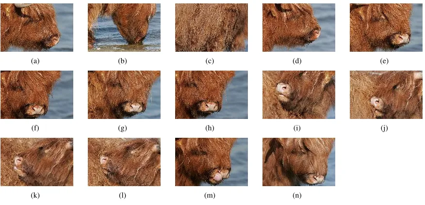 Figure 5: Cattle Images