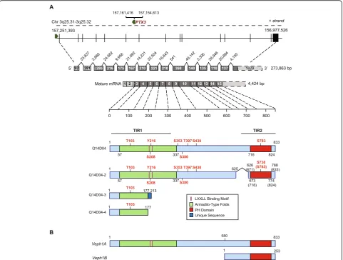 Fig. 1 amature transcript, and encoded protein based upon data derived from NCBI AceView (protein sequence contains a conserved predicted N-terminal Armadillo-like fold and a C-terminal PH domain (D04encoded products shown