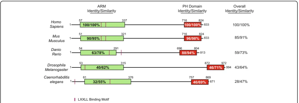 Fig. 2 Evolutionary amino acid sequence conservation of VEPH1 from nematodes to mammals