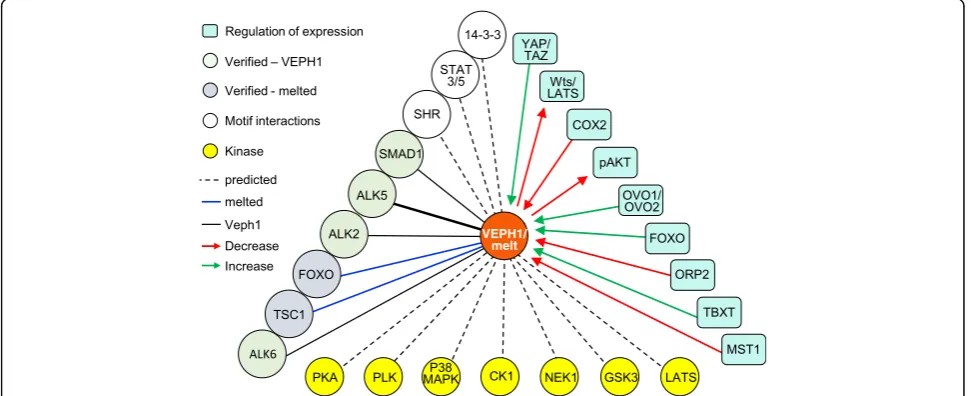 Fig. 4 Summary of known and predicted interactions of VEPH1