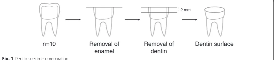Fig. 1 Dentin specimen preparation