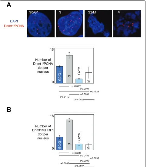Figure 1 Dynamic of the formation and of the recruitment on DNA of the Dnmt1/PCNA-including complexes during the cell cycle