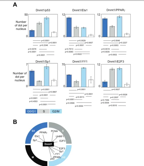 Figure 2 Dynamic of the formation and of the recruitment on DNA of the Dnmt1/transcription factor-including complexes during thecell cycle