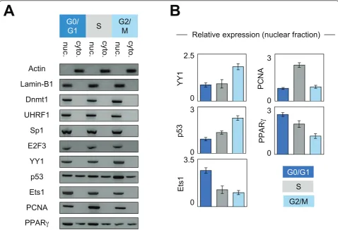 Figure 3 Dynamic of expression and subcellular localization of the Dnmt1 and its partners of interaction during the cell cycleUHRF1, Sp1, E2F3, YY1, p53, Ets1, PCNA and PPARconcerning the actin and lamina-B1 proteins