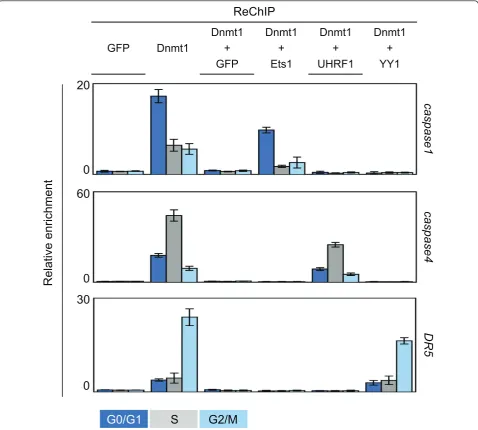Figure 4 ReChiP experiments analysis the recruitment on the caspase1, caspase4, and DR5 genes of the Dnmt1/Ets1, Dnmt1/UHRF1,and complexes during the cell cycle