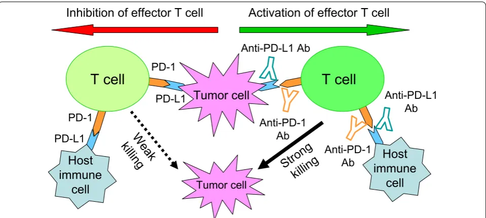 Fig. 1 PD-L1 on either tumor cells or host immune cells is proposed to function in preventing T cell-mediated tumor killing