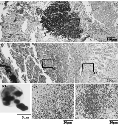 Fig. 2Tissue response to particles inserted in subcutaneous tissue of rats for one week (HE stain)