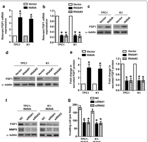 Fig. 5 INAVA modulates MMP9 via regulating FGF1. mRNA levels of FGF1 were examined in INAVA-overexpressing (a) or -knockdown cells (b)