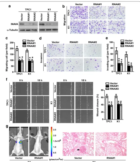 Fig. 3 Silencing of INAVA inhibits cell invasion, migration and metastasis. a Protein expression levels of INAVA in INAVA-silencing and vector-control cells were analyzed by WB
