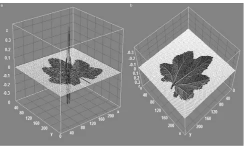 Fig. 2. 3D Surface Plot of the Leaf Texture for Slice-24E, (a) Dorsal Side; (b) Ventral Side.