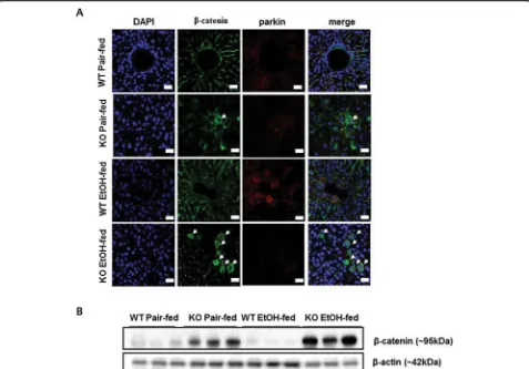 Fig. 4 Ethanol-fed parkin KO mice show β-catenin accumulation in the liver. a Liver sections were triple-stained with β-catenin antibody (Alexa488; green, arrowahead), parkin antibody (Alexa 568; red), and DAPI (nuclear counterstain; blue), and images were