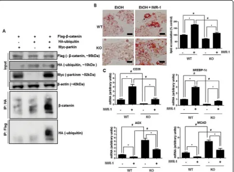 Fig. 6 Effects of β-catenin signaling inhibitor on lipid accumulation in hepatic cells