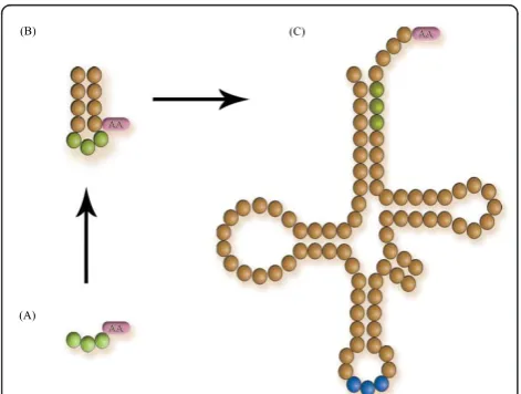 Figure 1 Basic structure of the tRNA molecule.