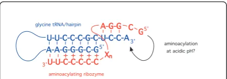 Figure 6 A possible mechanism for aminoacylation specificity inthe RNA world. Specificity could have been through a triple helixinteraction at acidic pH between the aminoacyl stem of a tRNA/precursorhairpin (shown here as the glycine tRNA sequence) (blue) 